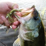 Buzzbait bass