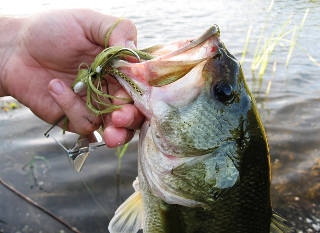 Buzzbait bass