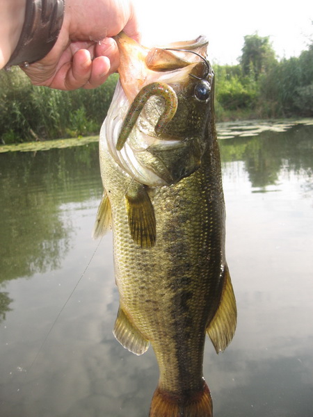 stick bait bass
